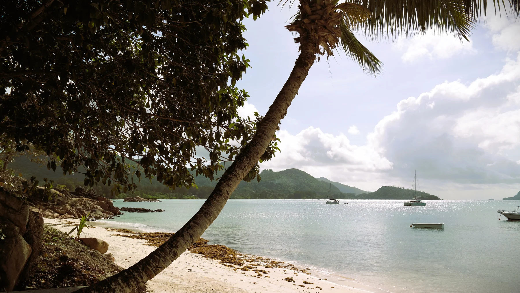 Palmenstrand am blauen Meer